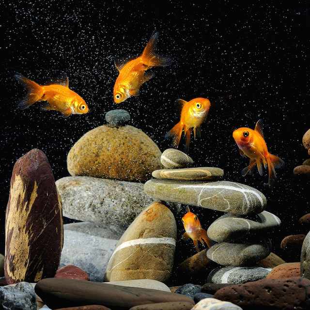 Poissons d'eau froide